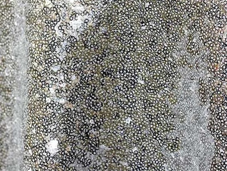 Linens - Sequin